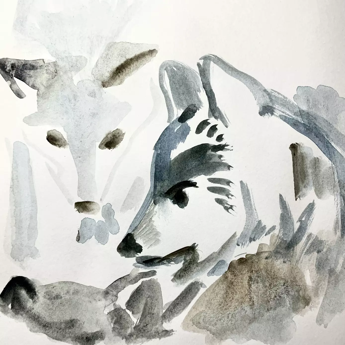 sketch of a wolf family using watercolour 